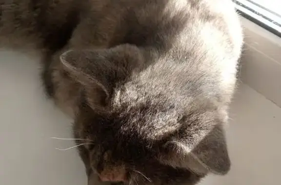 Найдена кошка, Хабаровск, фото: Кошка найдена на дереве, ул. Суворова, Хабаровск