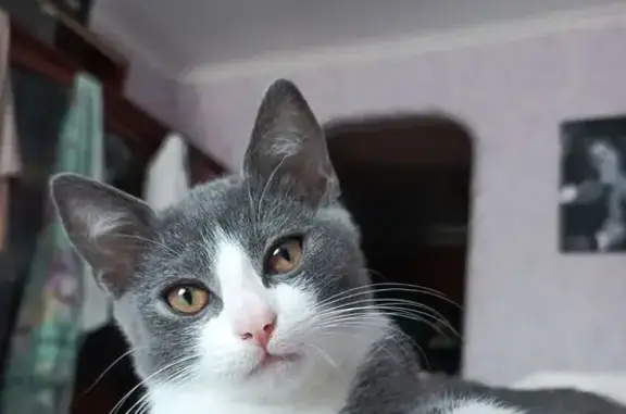 Кошки потеряшки, Морозовск, фото: Потеряшка кошка, Морозовск