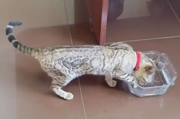Найдена кошка, Уфа, фото: Найдена кошка, Уфа
