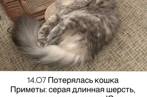 Кошки потеряшки, Ставрополь, фото: Потеряшка кошка, ул. Фроленко, 14, Ставрополь