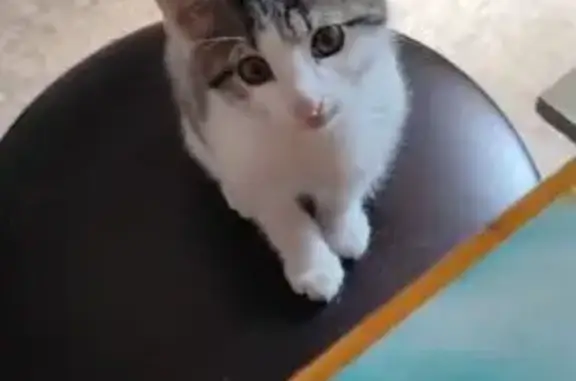 Пропала кошка