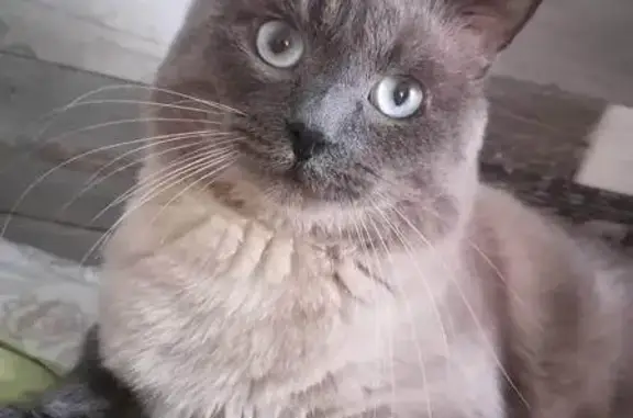 Пропала кошка, ул. Декабристов, 1