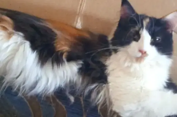 Кошки потеряшки, Ясногорск, фото: Потеряшка кошка, Ясногорская ул., Ясногорск