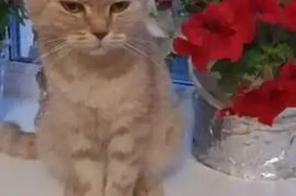 Кошка найдена: пр. Мясокомбината, 5, Оренбург