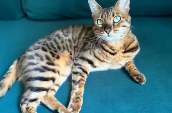 Кошки потеряшки, Джубга, фото: Потеряшка кошка, Новороссийское ш., 123/2