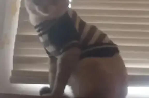 Пропала кошка, ул. Чернышевского 94, Тобольск