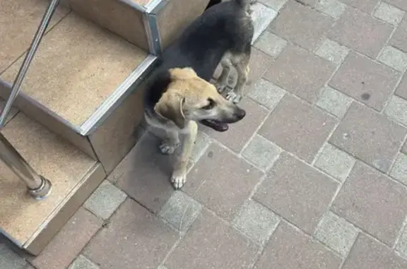 Найдена собака, Туапсе, фото: Найдена собака, ул. Ленина 12, Туапсе