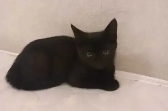 Найдена кошка, Калуга, фото: Кошка найдена: ул. Кибальчича, 32, Калуга