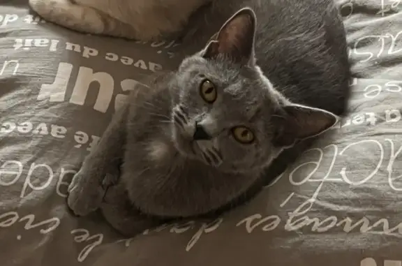 Пропала кошка, Лиски
