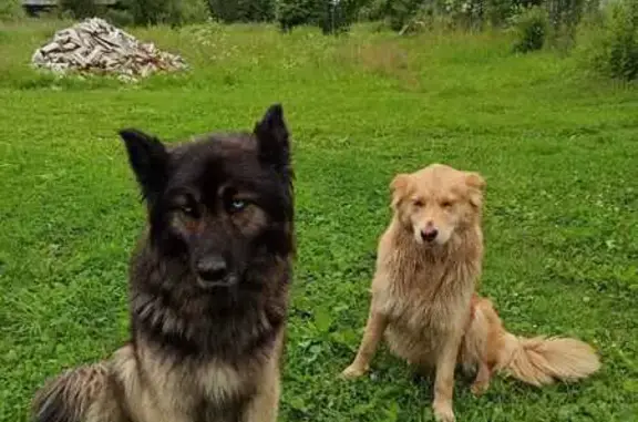 Найдена собака, , фото: Собаки найдены: Нижняя ул, 4, Панфилово