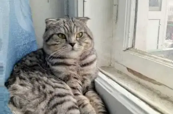 Кошки потеряшки, Нижняя Тура, фото: Потеряшка кошка, Скорынина 8, Нижняя Тура