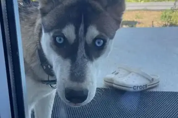 Собака найдена: Римский проспект, 80, Краснодар