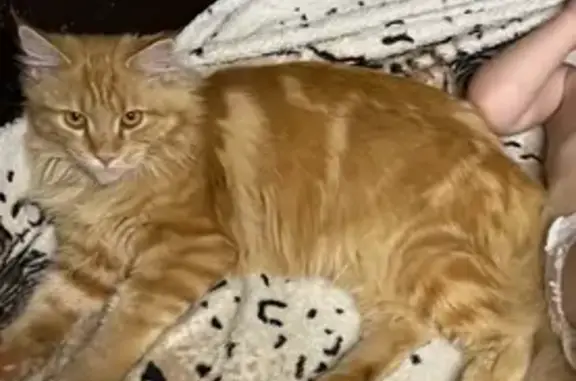 Пропала кошка, Гусь-Хрустальный