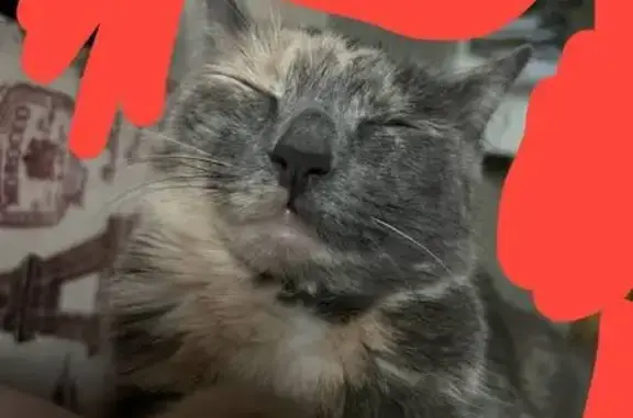 Кошки потеряшки, Тюмень, фото: Потеряшка кошка, Тюмень