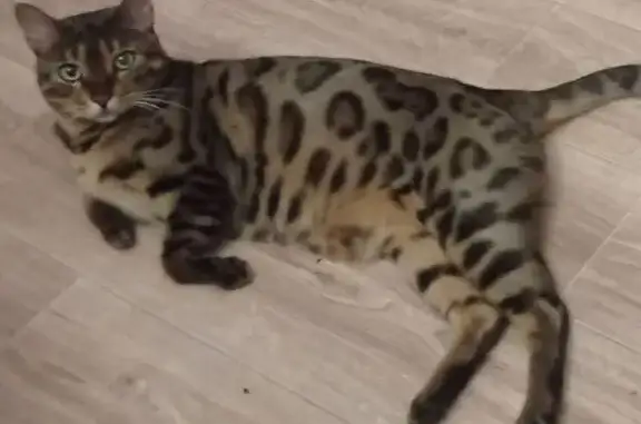 Пропала кошка