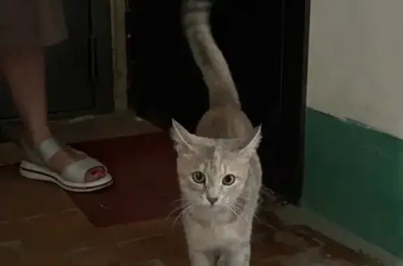 Найдена кошка, Волгоград, фото: Найдена кошка, Волгоград