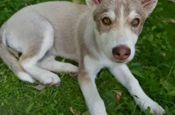 Найдена собака в МО, мкрн 4, девочка