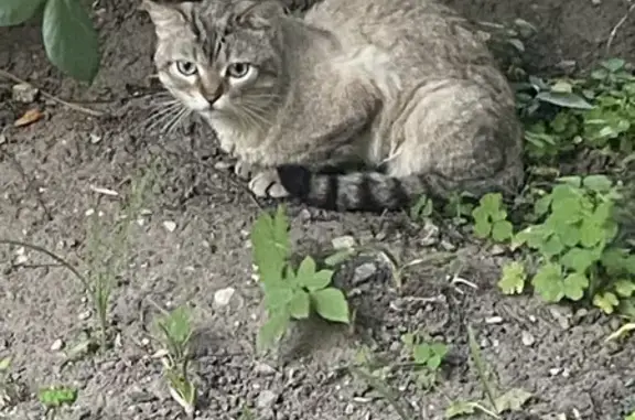 Кошка найдена: Тула, ул. Кирова, 12