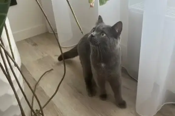 Кошка найдена: Алебашевская ул., Тюмень