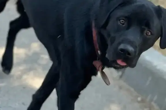 Найдена собака, , фото: Собака найдена: Дорожный пер., Верхнесадовое