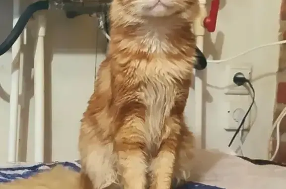 Кошки потеряшки, Петергоф, фото: Потеряшка кошка, Средняя ул. 5, Петергоф