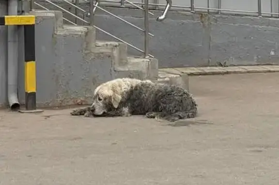 Найдена собака, Мещерино, фото: Собака найдена у Пятёрочки, Чурилково