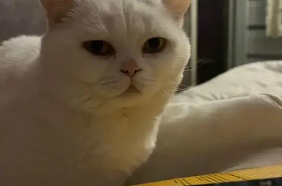 Пропала кошка, Котельники