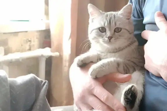 Пропала кошка