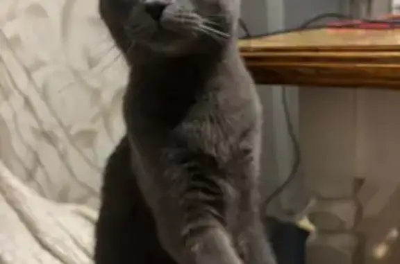 Пропала кошка, Горно-Алтайск