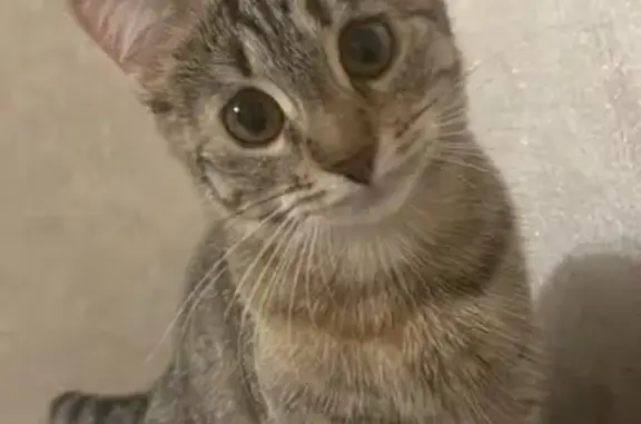 Кошки потеряшки, Звенигород, фото: Потеряшка кошка, Звенигород, к15