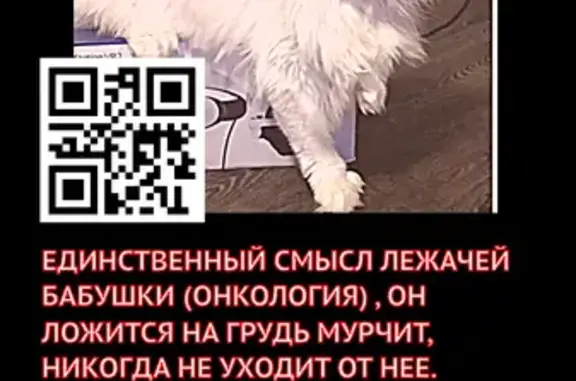 Пропала кошка, Московская область