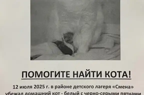 Пропала кошка