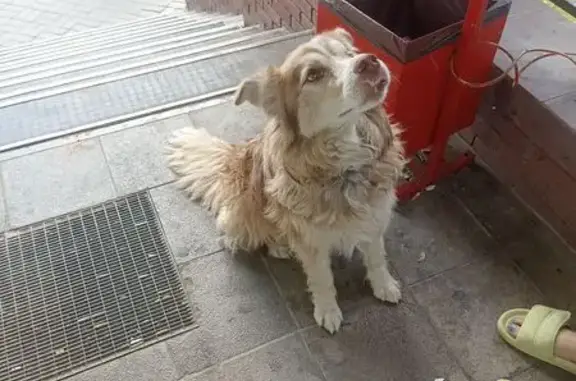 Собака найдена у Ошарская, 80, Н. Новгород