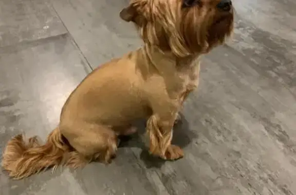 Собаки потеряшки, , фото: Потеряшка собака Лекс, Ульяновская 23