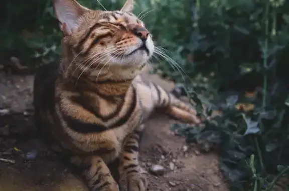 Пропала тигровая кошка, Дорожная 23