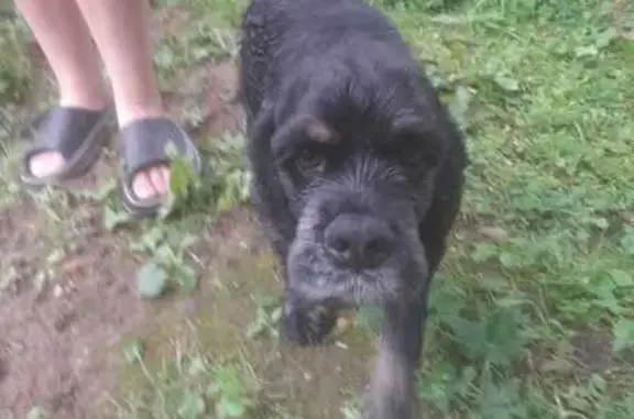 Найдена собака, Московская область, фото: Найдена собака, МО