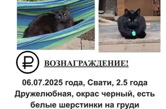 Пропала кошка, Воронеж