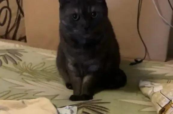 Пропала кошка, Набережные Челны