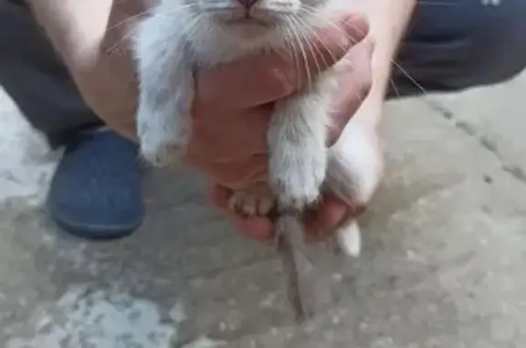 Найдена кошка, 10 Ярдов Кп, фото: Найдена кошка, 10 Ярдов Кп