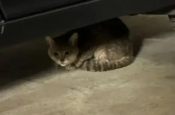 Кошка найдена на ул. 50-летия ВЛКСМ, 5/16