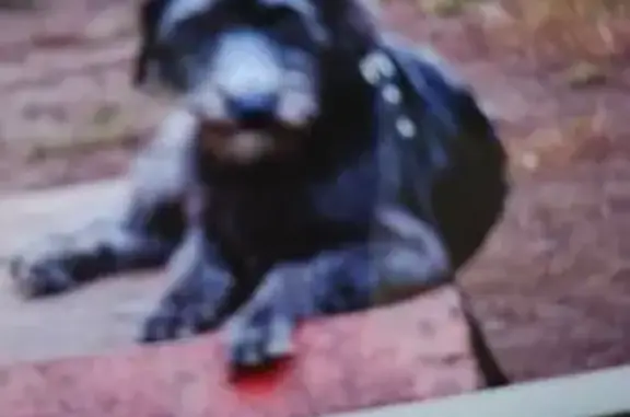 Собака найдена на Большой Академической, Москва