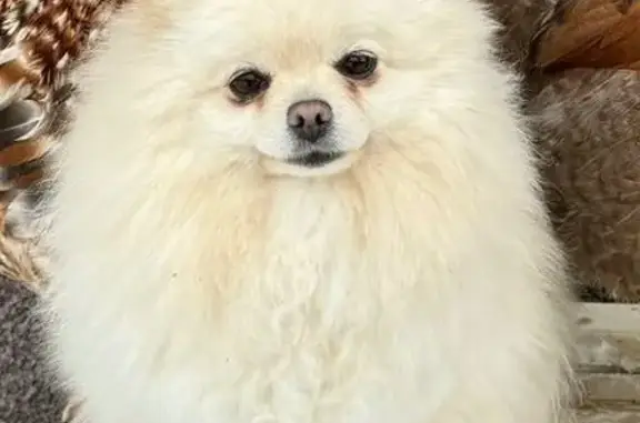 Собаки потеряшки, Магнитогорск, фото: Потеряшка белый шпиц, Дунайская 5, Магнитогорск