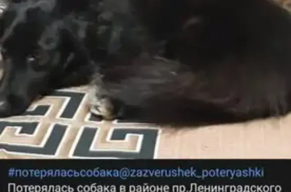 Пропала собака, Кемерово