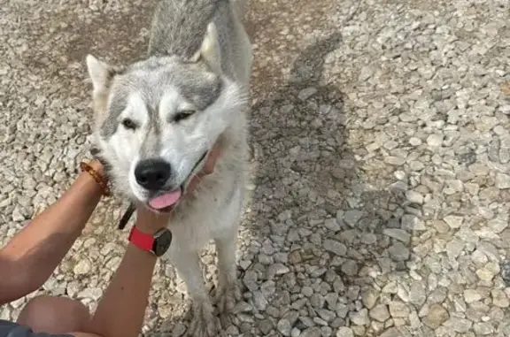 Найдена хаски на Хомяковской 26, Тула