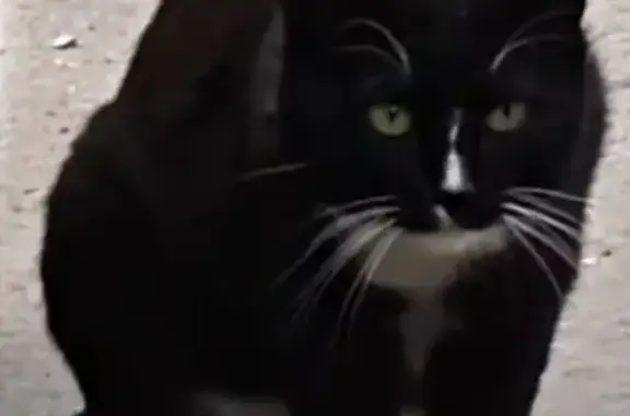 Найдена кошка, , фото: Найдена кошка