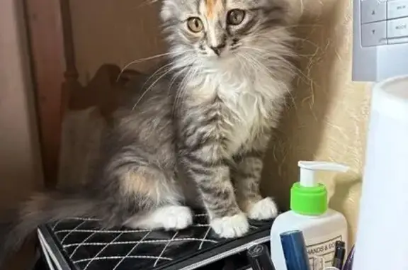 Пропала кошка, Владимир