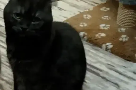 Кошки потеряшки, Мелеуз, фото: Потеряшка кошка, Октябрьская 14, Мелеуз