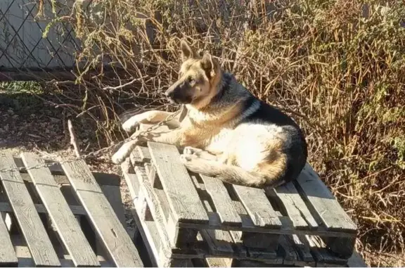 Потерянные животные Ханты-Мансийск, фото: Пропала собака, ул. Лермонтова, Х-Мансийск