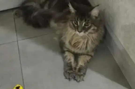 Пропала кошка, ул. Мира, 22, Волжский