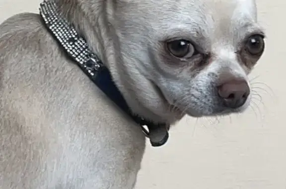 Собаки потеряшки, Сковородино, фото: Потеряшка собака, Вокзальная ул., Сковородино